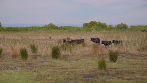 rebaño de vacas marrones en el sur de francia