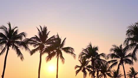 Siluetas-De-árboles-Tropicales-Con-Luz-Solar-Al-Atardecer-A-Contraluz,-Paisajes-Exóticos-En-Un-Cálido-Día-De-Verano,-Fotograma-Completo