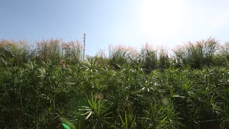 Plantas-De-Papiro-En-La-Provincia-De-Udonthani,-Tailandia