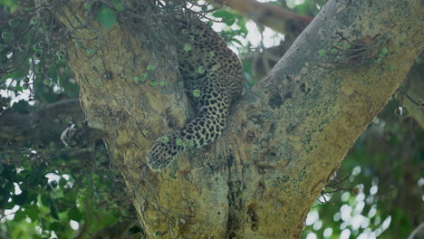 leopard resting in a tree