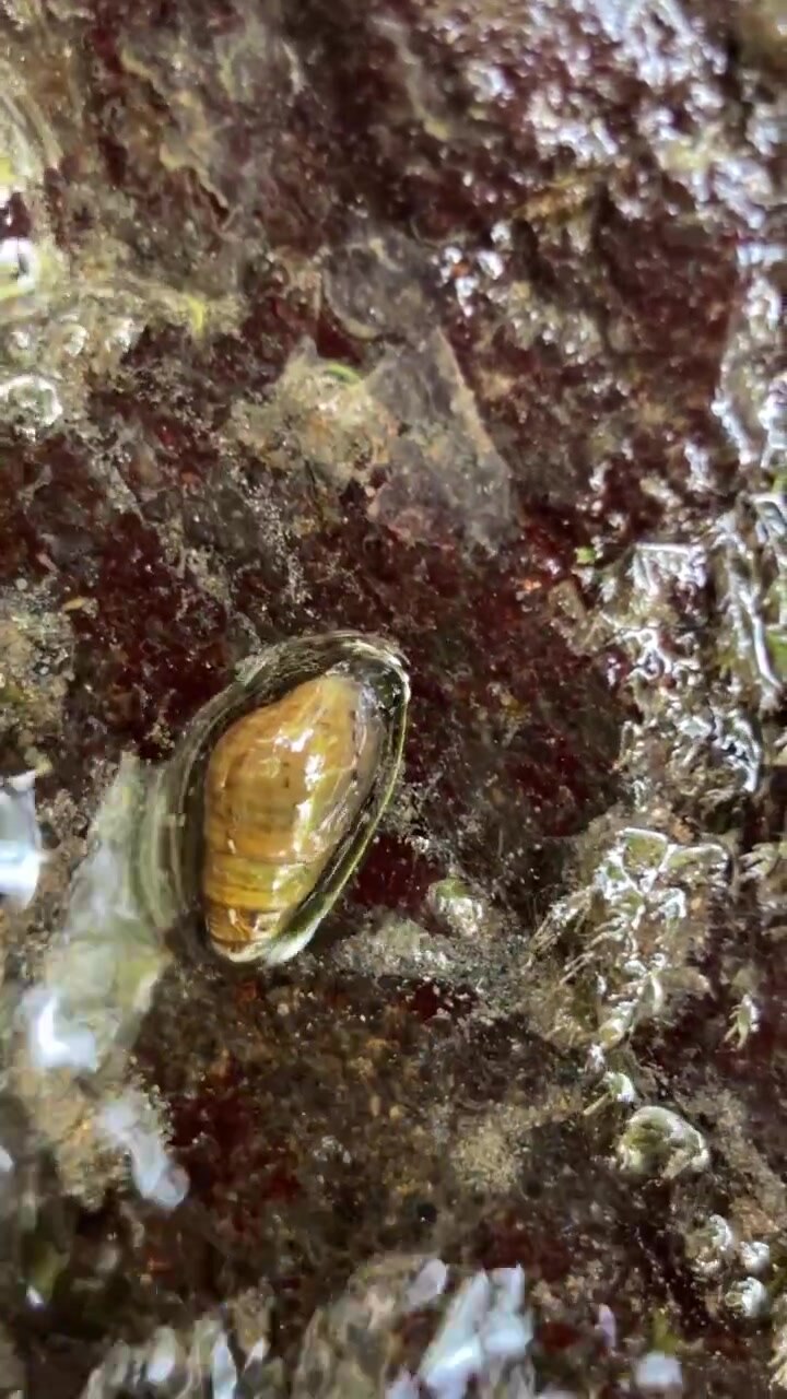 Small Snail Crawling on Wet Rock in Shallow Stream