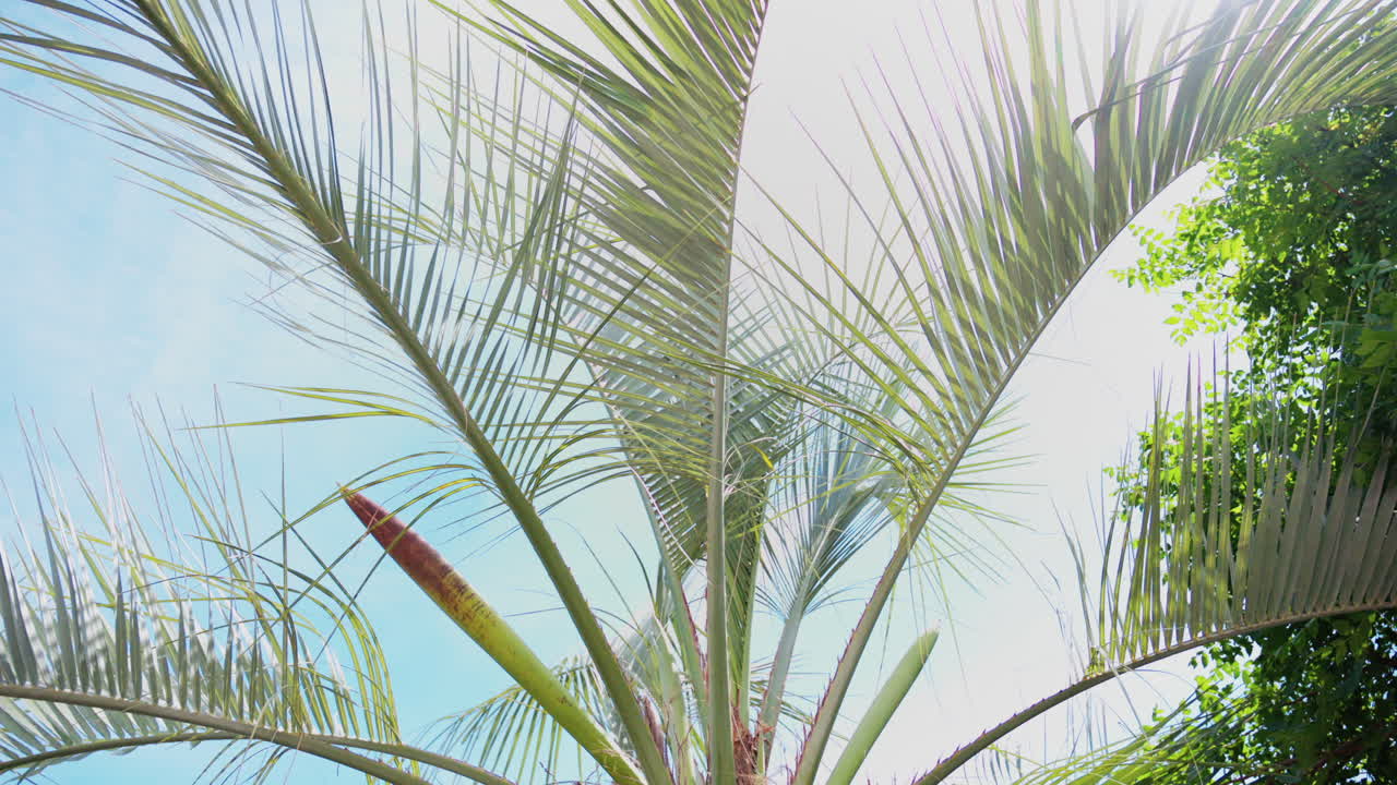 Close up of a palm tree in a garden with the blue sky on the background