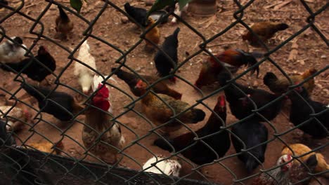 pollos criados en libertad en una granja ecológica