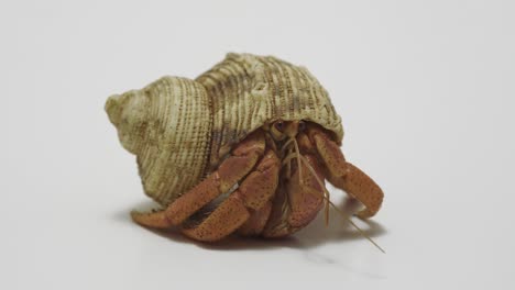 shy hermit crab on white background looking at the camera