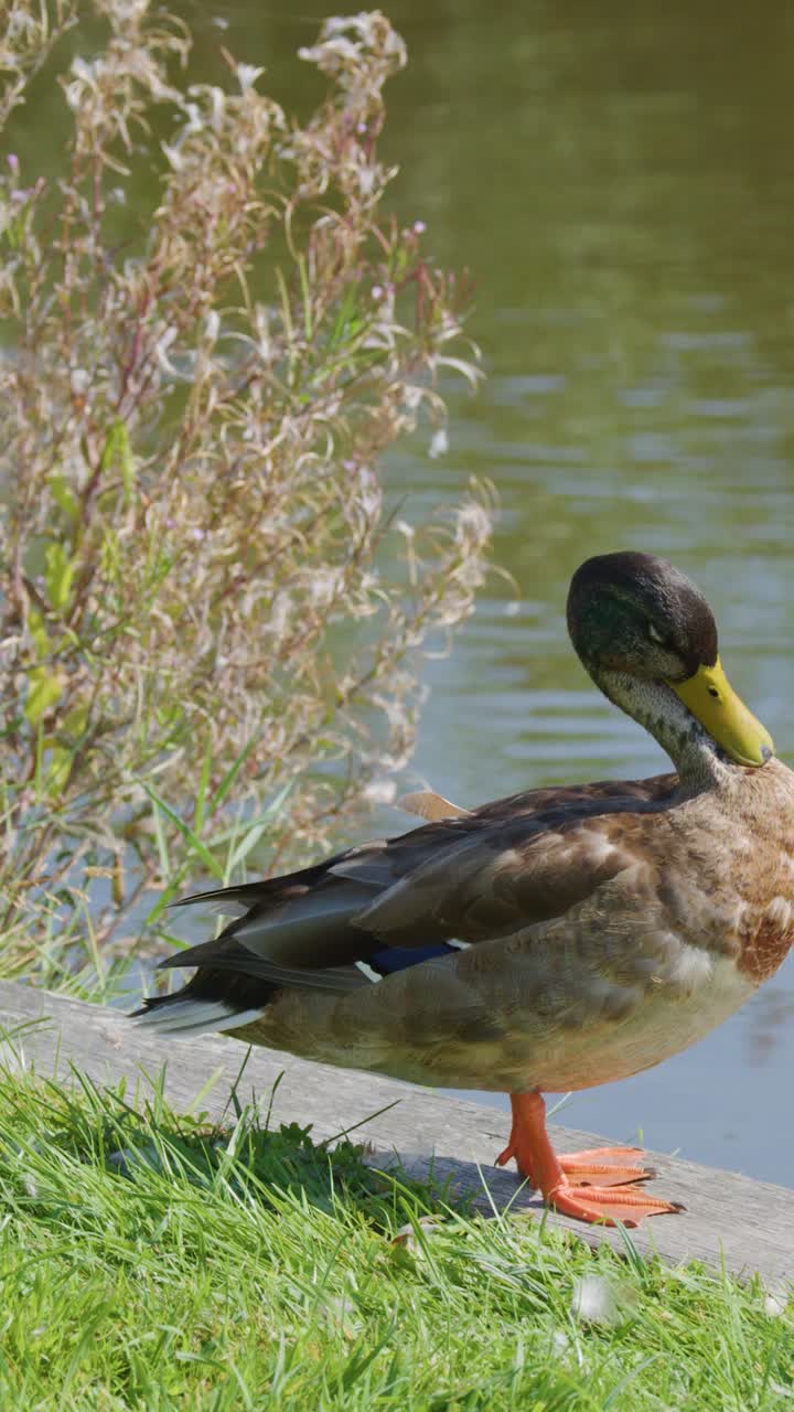 Un germano reale maschio sta su una sponda erbosa lisciandosi le piume vicino a uno stagno.