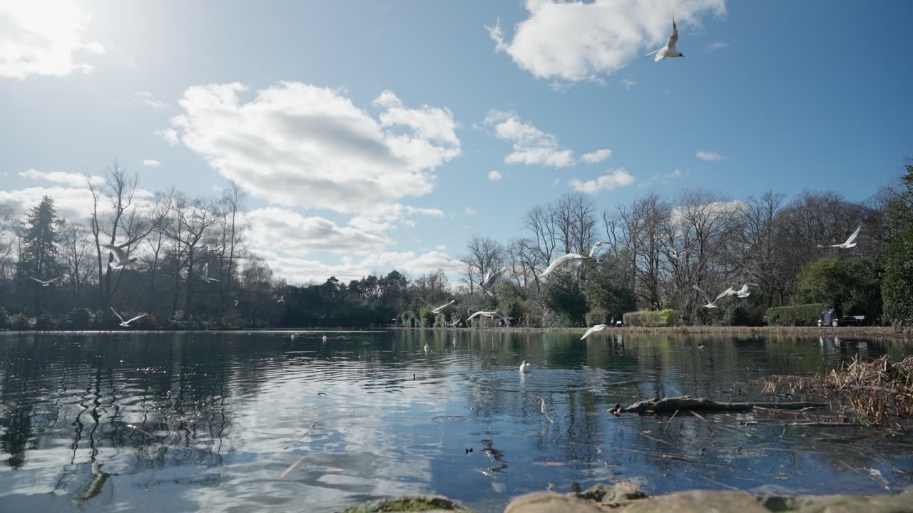 Gull flock flights, pond water, tranquil daylight nature scene, slow-mo