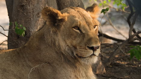 close up of a resting lioness