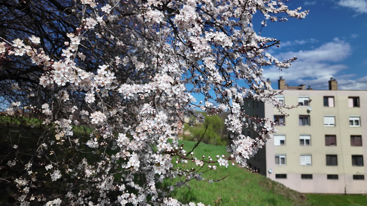 Cherry blossoms in bloom near apartment building