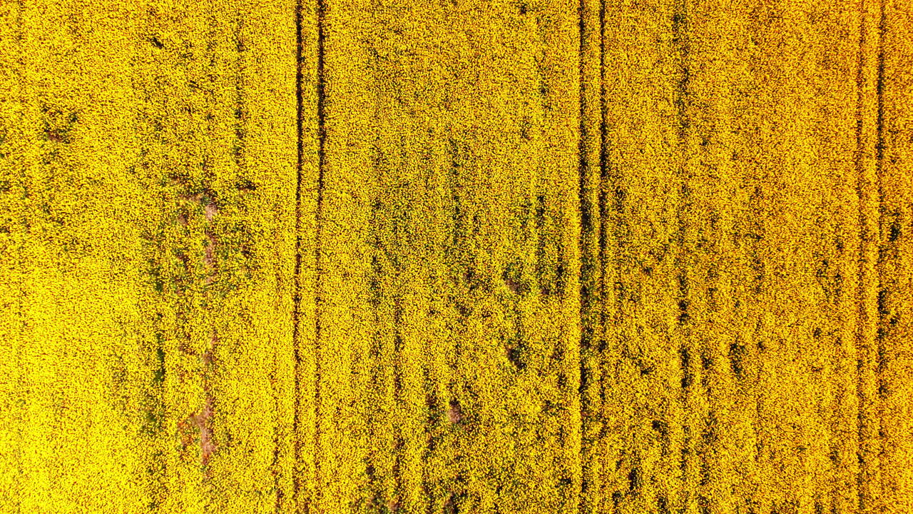 Tett gult blomstrende rapsfelt som viser parallelle dekkspor og landbruksmønstre. Luftfoto ovenfra av tett gul rapsåker