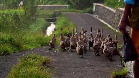 cámara lenta - un hombre que dirige una bandada de patos en el campo de arroz