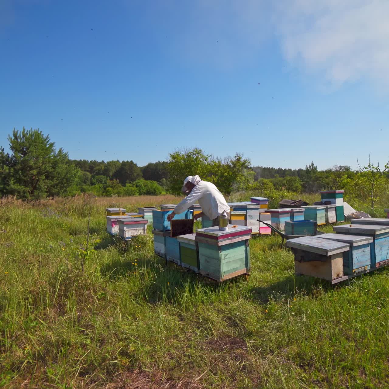 Apiculturist near wooden hives. Beekeeper inspecting bees on green nature background under blue sky. Camera moves back.