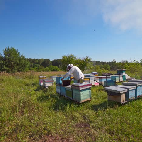 apiculturist near wooden hives. beekeeper inspecting bees on green nature background under blue sky. camera moves back.