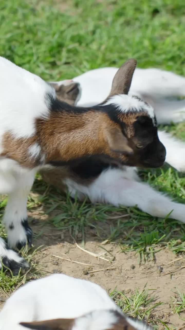 Small playful goats jump and run around on a vibrant grassy field