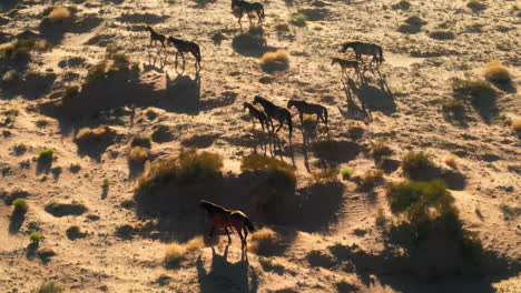 drone aerial footage of wild horses in arizona's wildlands