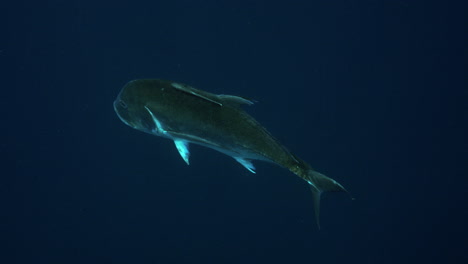 un hermoso trevally gigante se acerca a la cámara con el océano azul profundo vacío en el fondo