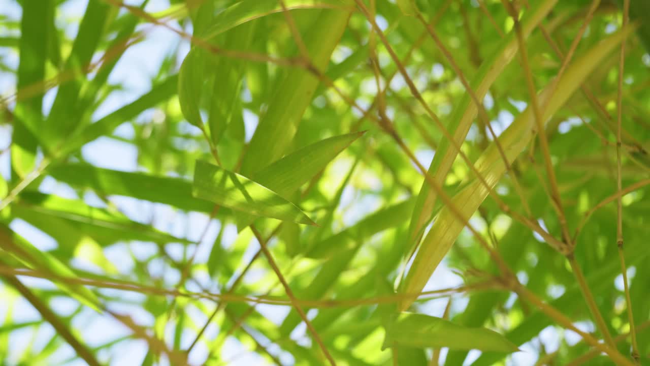 Explore the vibrant beauty of bamboo thriving in a tropical forest showcasing nature's tranquility.