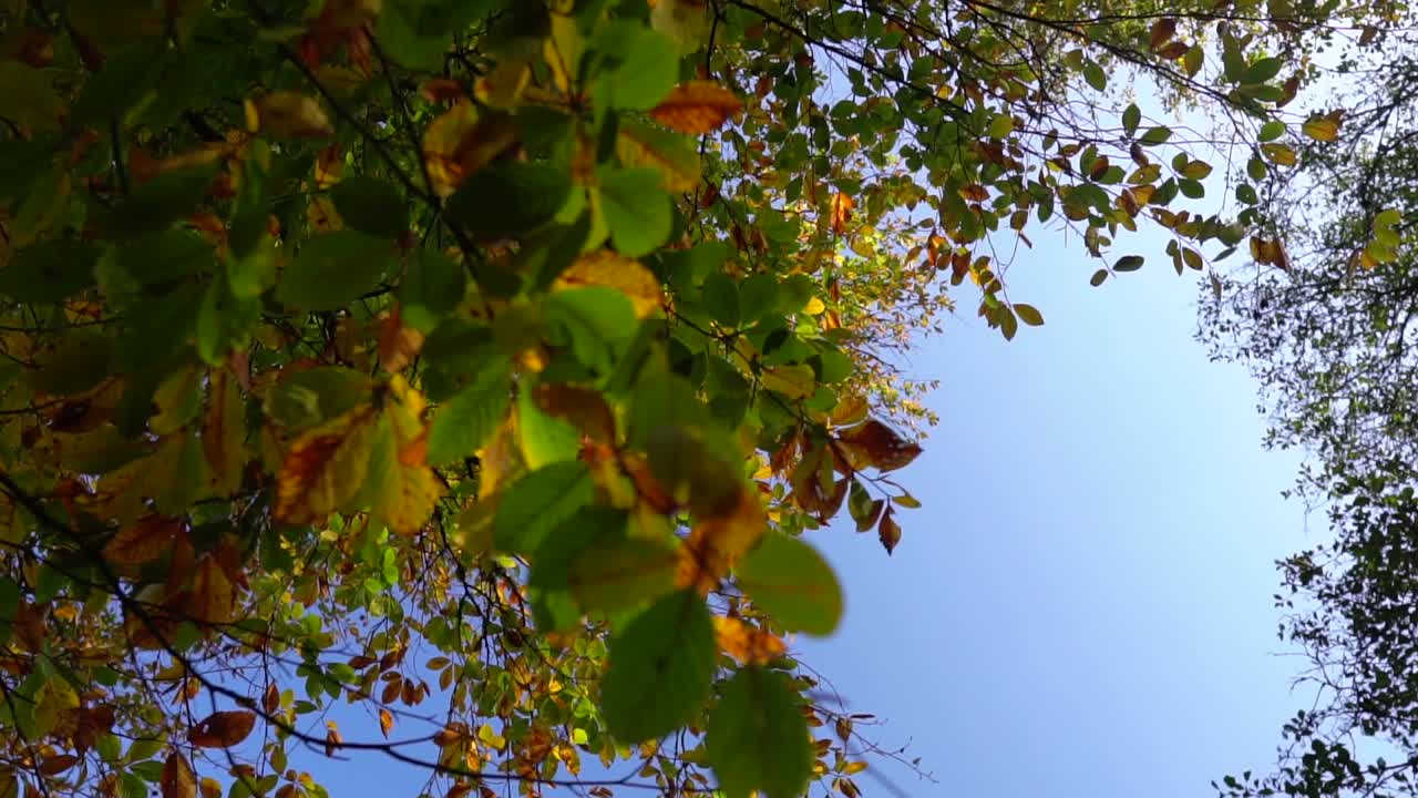tree branch in the camp morning