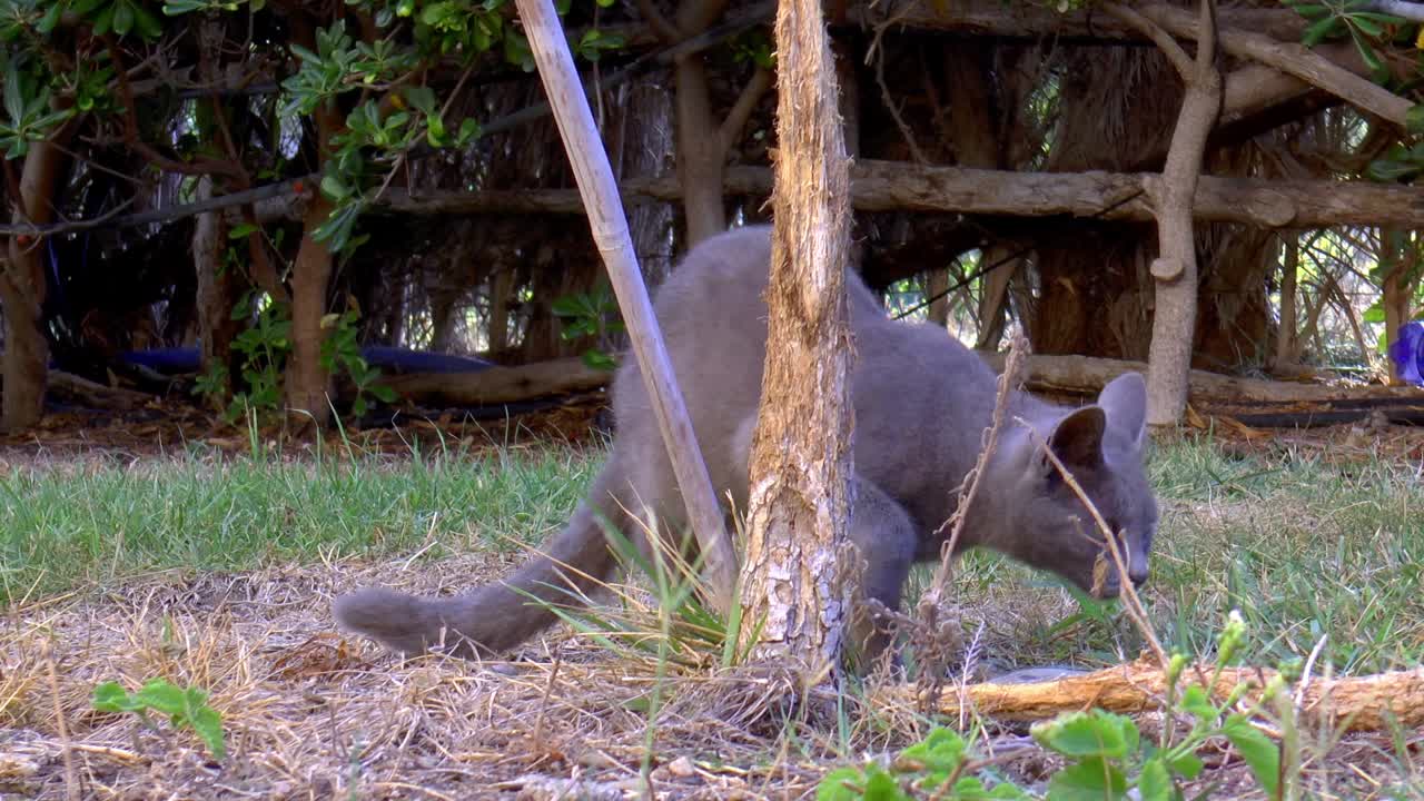 gato callejero gris detrás del tronco de un árbol