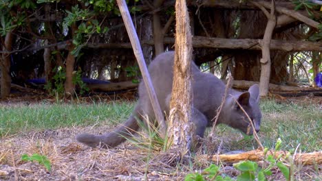 gray stray cat behind a tree trunk
