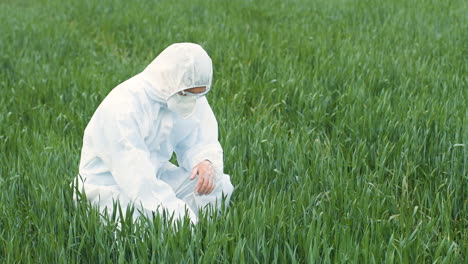 caucasian researcher man in protective suit and goggles walking in green field and picking up herb of wheat for pest control