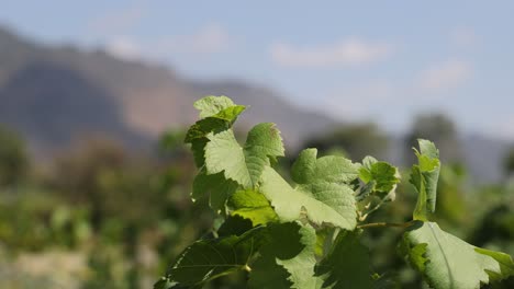 timelapse of vine growth in a scenic vineyard