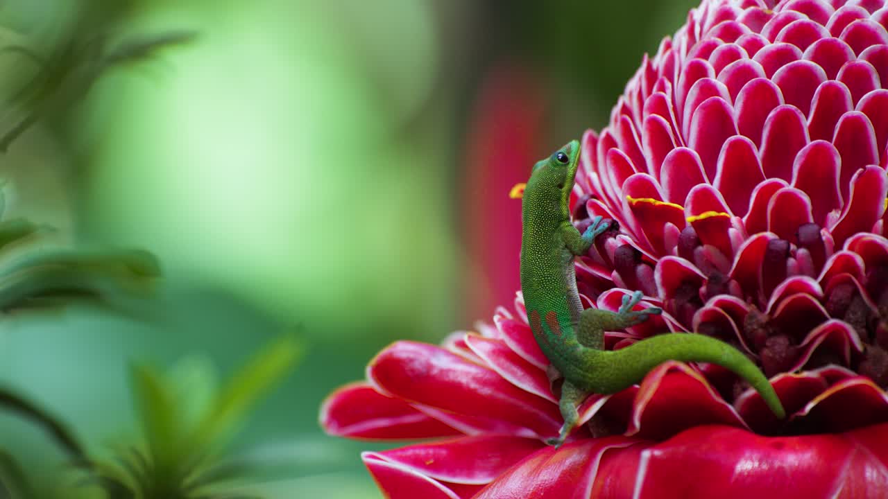 A small green gecko clings to a waxy red tropical blossom, tiny toes splayed as it surveys the petals, with creamy yellow stamens and soft bokeh suggesting humid garden calm