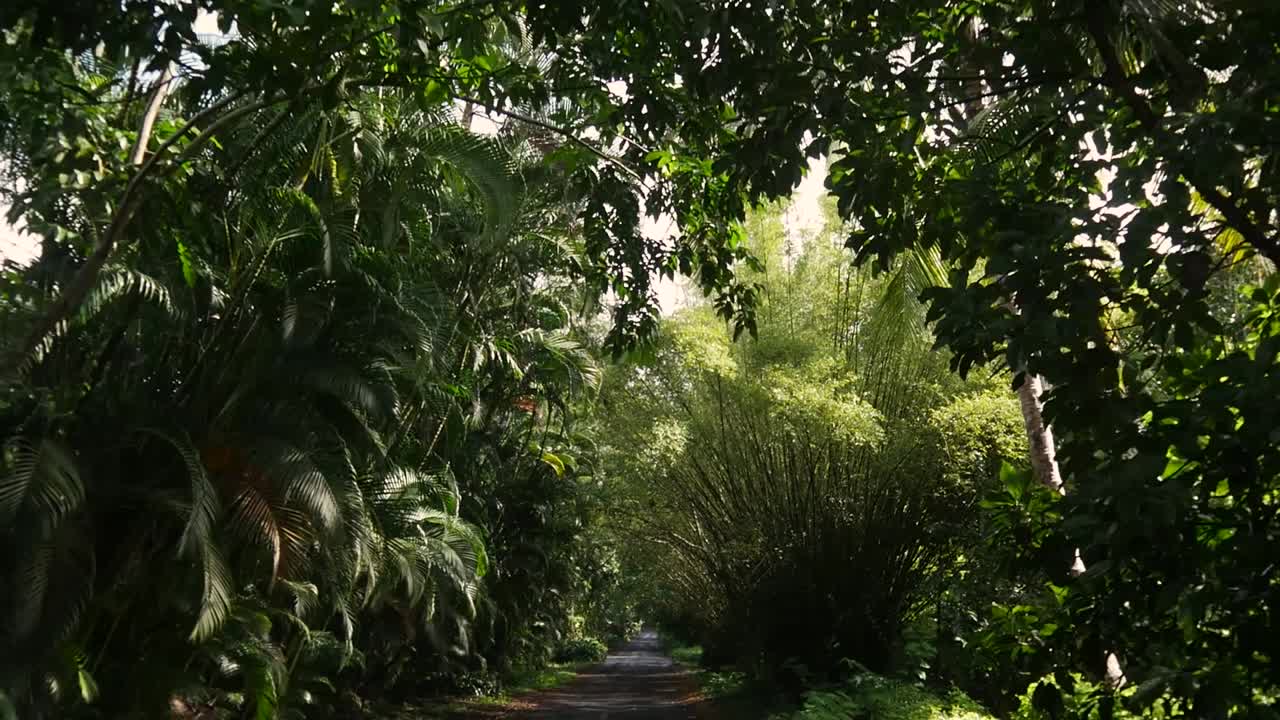 conduciendo lentamente a través de la jungla con el sol tratando de brillar a lo largo de un camino de tierra con palmeras y charcos de agua en la superficie irregular