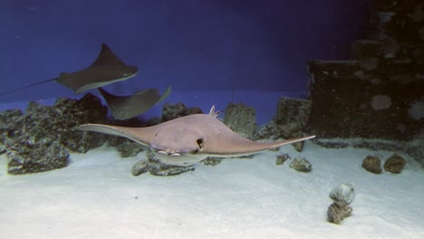 peces de raya manta en aguas azules