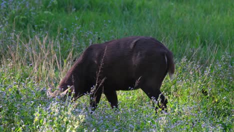 indian hog deer, hyelaphus porcinus