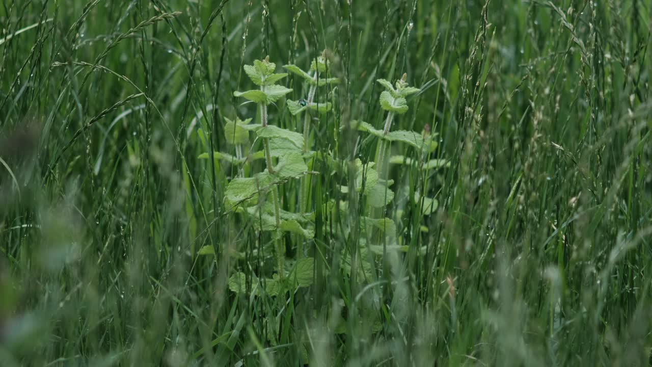 페퍼민트 리드 클로즈업 허브 허브 비디오