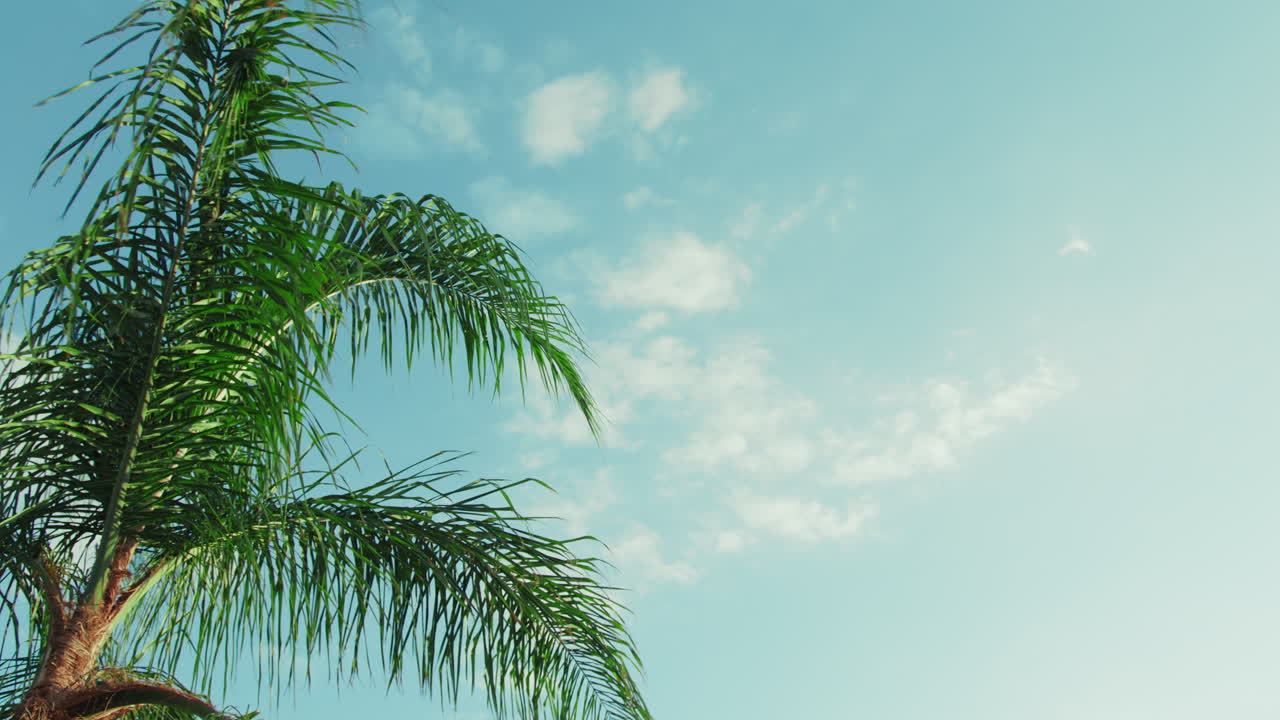 Palm Tree With Sky Background in Italy Copy Space
