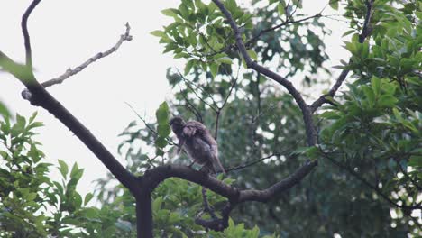 A-beautiful-White-Cheeked-Starling-preening-on-a-tree-branch-on-a-windy-day---close-up