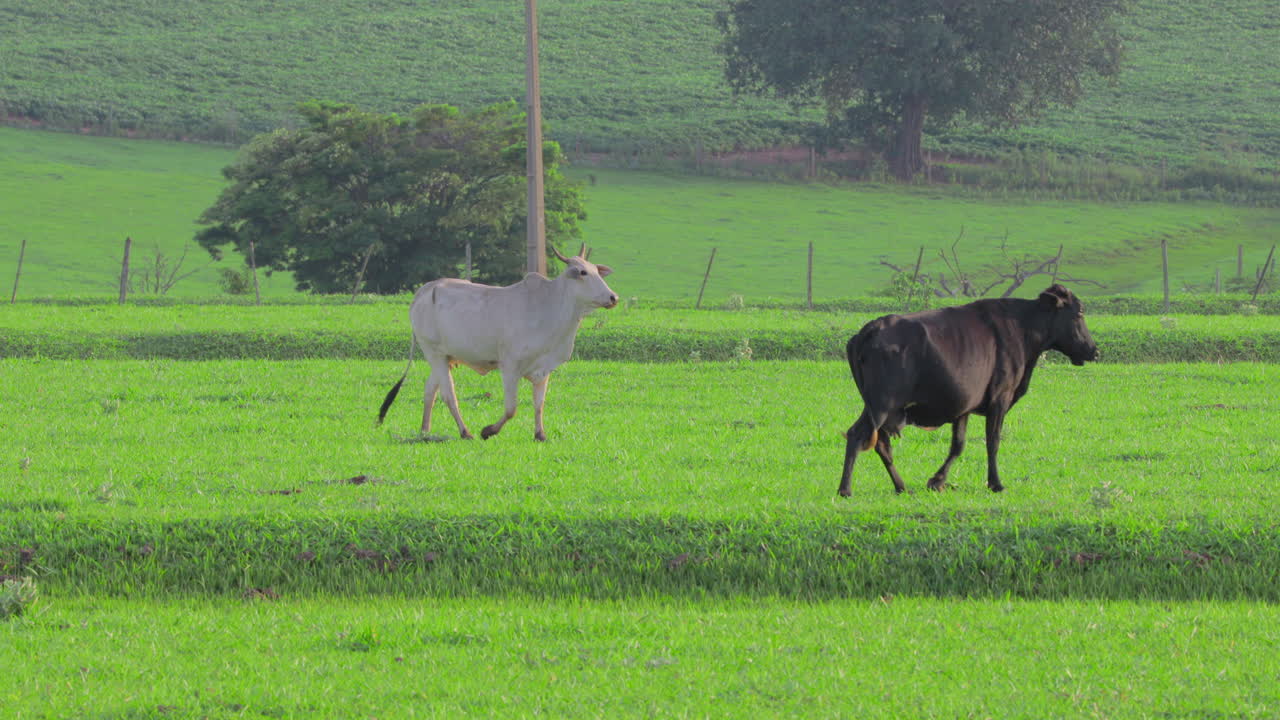 녹색 목초지에 있는 흑백 소 클립