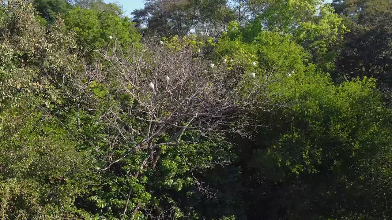 Beautiful shot of spring in the green forest flower blooming on the trees in Reserva Natural Urbana 'Rinc&oacute;n Nazar&iacute;' Posadas, Argentina
