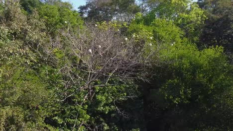 Beautiful-shot-of-spring-in-the-green-forest-flower-blooming-on-the-trees-in-Reserva-Natural-Urbana-'Rincón-Nazarí'-Posadas,-Argentina