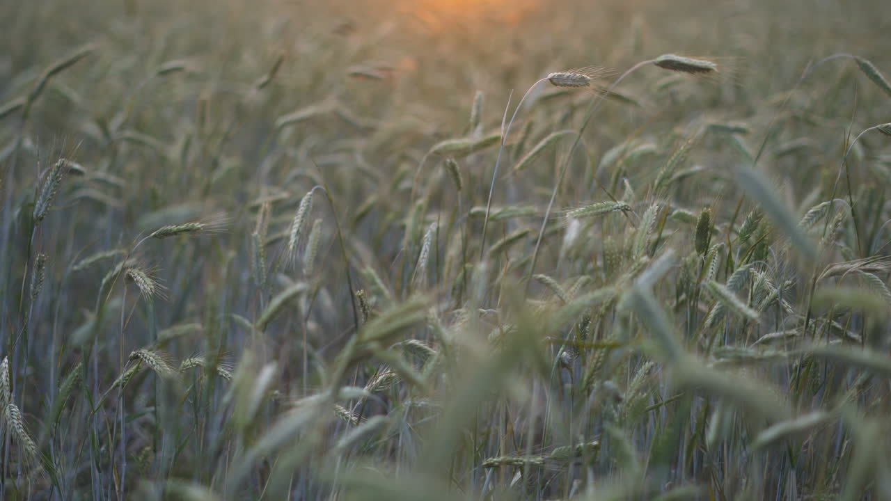 primer plano detallado de las cabezas de trigo dobladas balanceándose con el viento en el campo abierto al atardecer