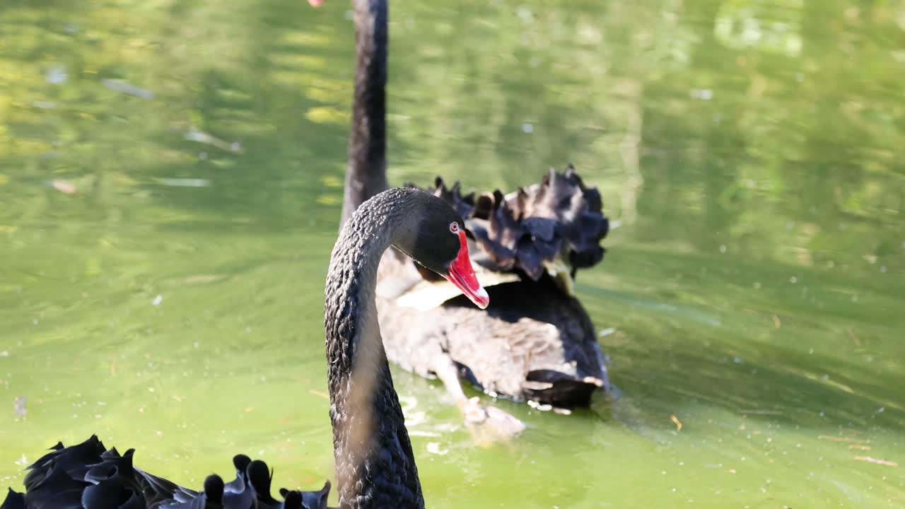 두 마리의 검은 백조가 연못에서 함께 수영하고 있다.