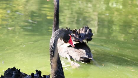 dos cisnes negros nadando juntos en un estanque