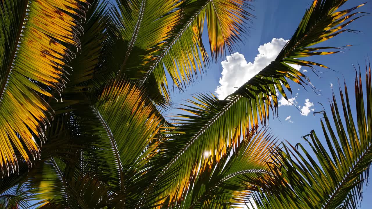 A low-angle video captures sunlight filtering through palm fronds against a bright blue sky