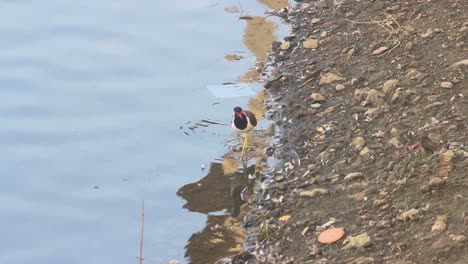 Rot-wattled-Kiebitzvogel,-Der-Nach-Nahrung-Nahe-Einem-Seeufer-Sucht-Stock-Video-I-Rot-wattled-Kiebitzvogel-Stock-Video