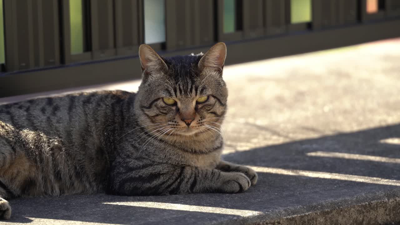 Primo piano di un gatto soriano a riposo