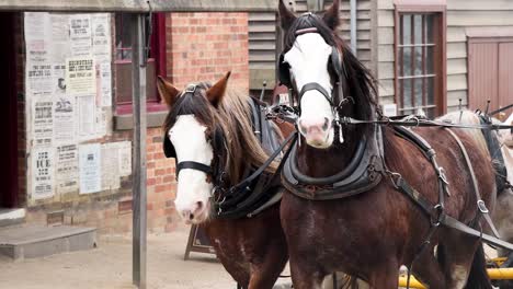 horses pulling carriage outside hope bakery