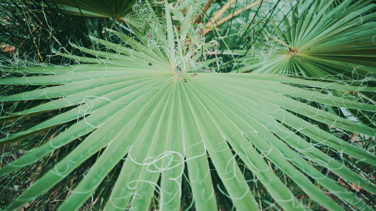 Close up view of a palm leaf featuring curled white fibers, showcasing organic lines, texture, and natural patterns