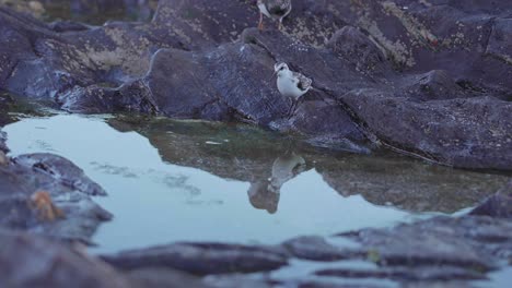 Sandpipers-feeding-at-the-rocks