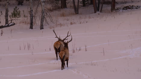 Bull-Elk-Rocky-Mountains-Denver-Colorado-Yellowstone-National-Park-Montana-Wyoming-Idaho-wildlife-animal-antlers-herd-sunset-winter-snow-trail-forest-meadow-backcountry-buck-hunter-pan-follow