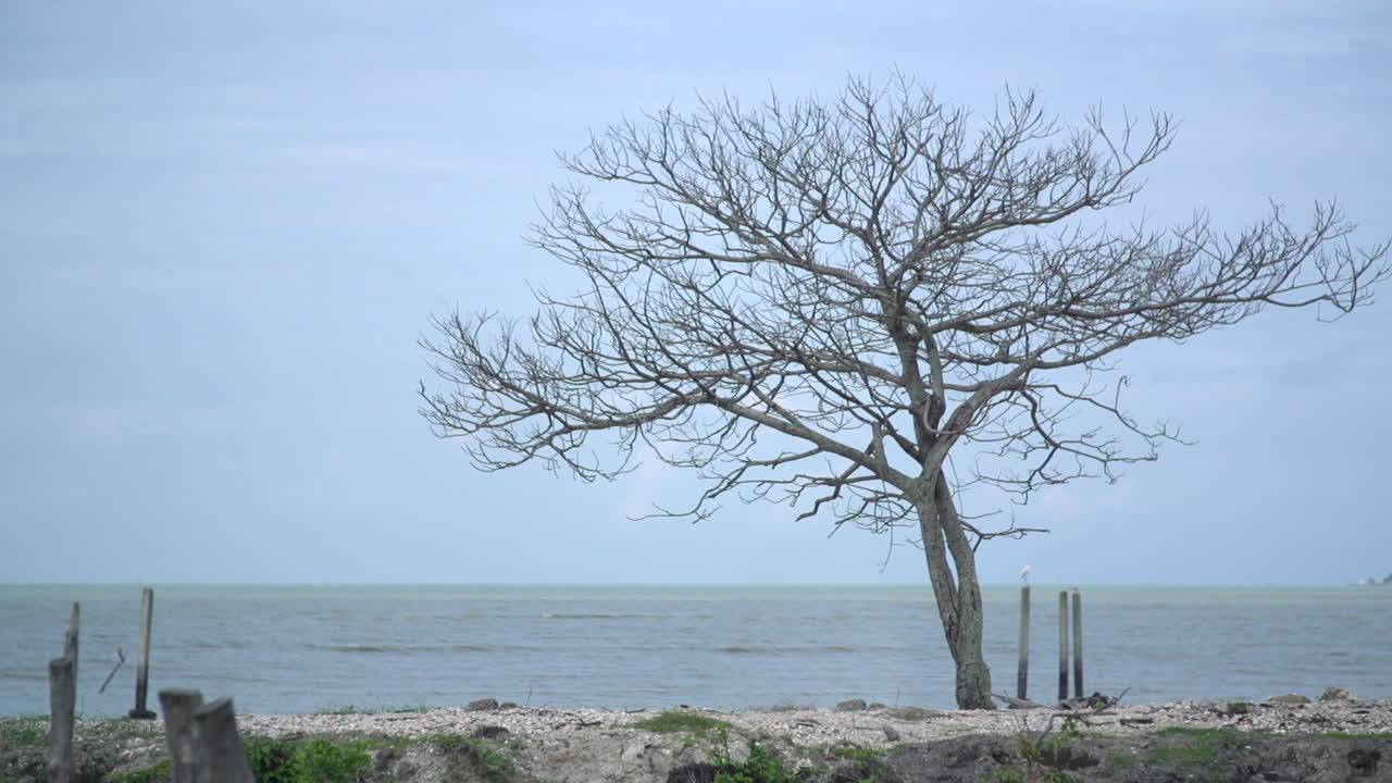 해변에서 외롭게 죽어가는 나무