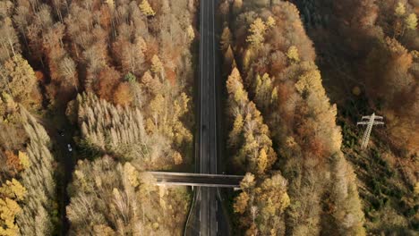 Drone-flying-in-between-trees-in-the-Harz-national-park-in-autumn-with-red-an-orange-leaves-falling-to-the-ground,-Germany,-Europe