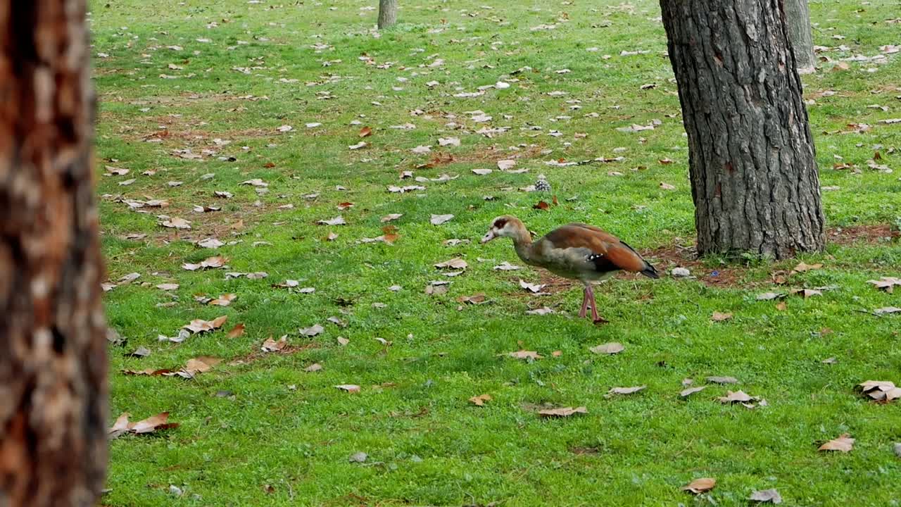 un ganso del nilo caminando y comiendo en el suelo