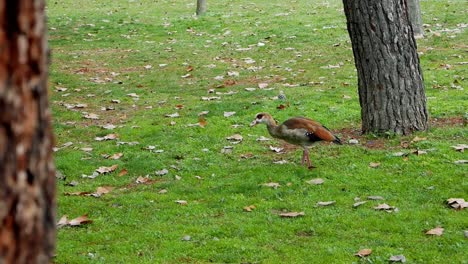 un ganso del nilo caminando y comiendo en el suelo