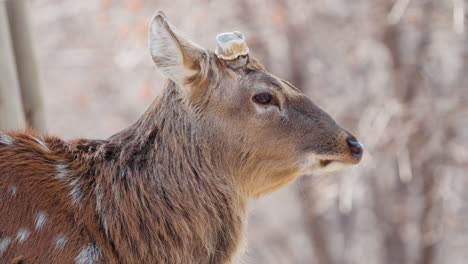 Adult-Sika-Deer-buck-with-cropped-antlers-standing-against-forest-background